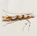 Acrocercops arbutella - Hodges#0690 - photo 2