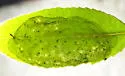 Acrocercops arbutella - Hodges#0690 - photo 4