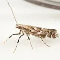 Acrocercops astericola - Hodges#0692 - photo 3