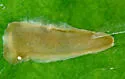 Acrocercops astericola - Hodges#0692 - photo 4
