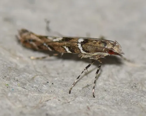 Acrocercops brongniardella