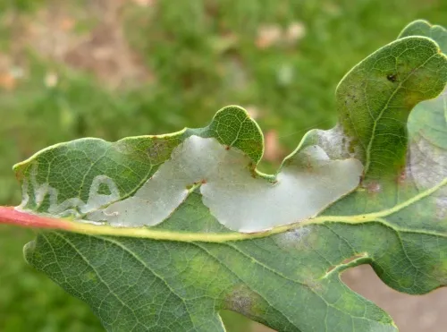 Acrocercops brongniardella - photo 2