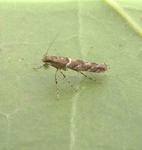 Acrocercops brongniardella - photo 3
