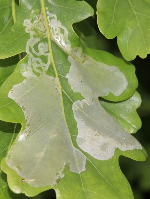 Acrocercops brongniardella - photo 4