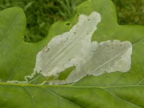 Acrocercops brongniardella - photo 5
