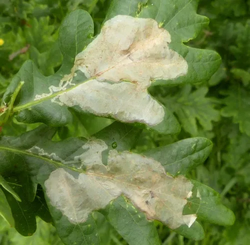 Acrocercops brongniardella - photo 7