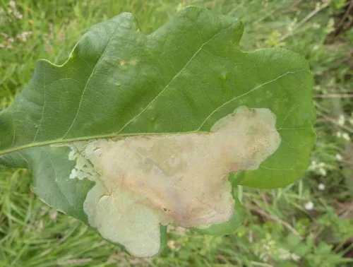 Acrocercops brongniardella - photo 8
