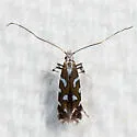 Acrocercops pnosmodiella - Hodges#0693