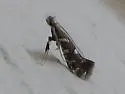 Acrocercops pnosmodiella - Hodges#0693 - photo 2