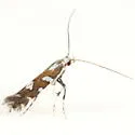 Acrocercops pnosmodiella - Hodges#0693 - photo 4