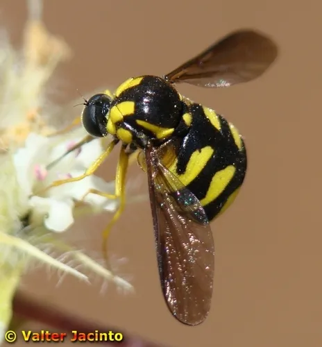 Small-headed Flies - photo 3