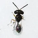 Acroclisoides sinicus