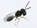 Acroclisoides sinicus - photo 2