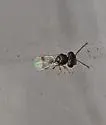 Acroclisoides sinicus - photo 3