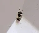 Acroclisoides sinicus - photo 4