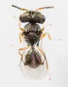 Acroclisoides sinicus - photo 5