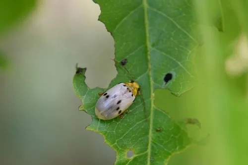 Acrocyum sallaei - photo 3