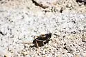 Alpine Shieldback - photo 2
