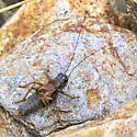 Alpine Shieldback - photo 4