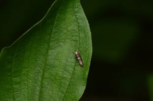 Acrolepiopsis californica - Hodges#2490.2