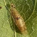 Acrolepiopsis heppneri - Hodges#2490.1 - photo 2