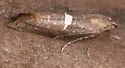 Carrionflower Moth - Hodges#2490 - photo 5