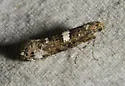 Acrolepiopsis reticulosa - Hodges#2492