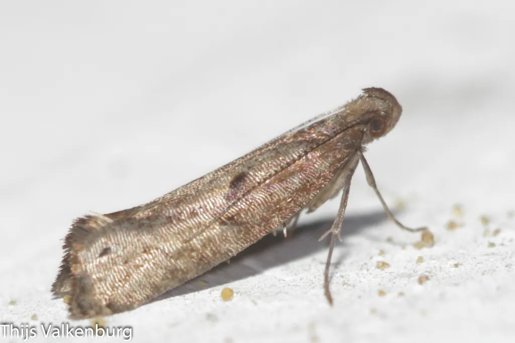 Acrolepiopsis vesperella - photo 2