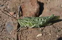Green Fool Grasshopper