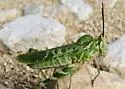 Green Fool Grasshopper - photo 2