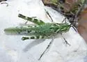 Green Fool Grasshopper - photo 3