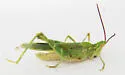 Green Fool Grasshopper - photo 4