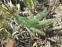 Green Fool Grasshopper - photo 5