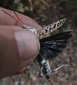 Texas Point-head Grasshopper