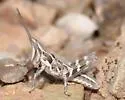 Texas Point-head Grasshopper - photo 3