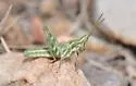Texas Point-head Grasshopper - photo 4