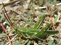 Nevada Point-Head Grasshopper
