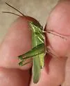 Nevada Point-Head Grasshopper - photo 2