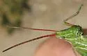 Nevada Point-Head Grasshopper - photo 3