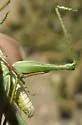 Nevada Point-Head Grasshopper - photo 4