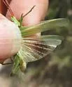 Nevada Point-Head Grasshopper - photo 5