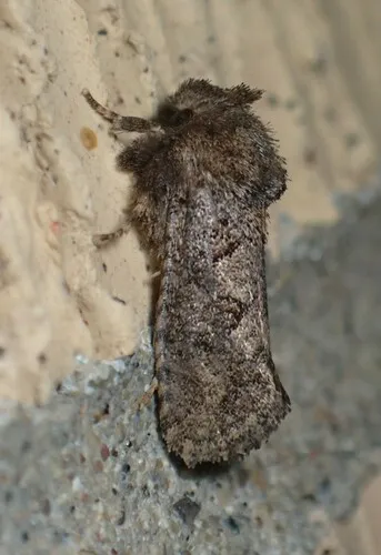 Arcane Grass Tubeworm Moth - photo 2