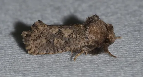 Arcane Grass Tubeworm Moth - photo 3