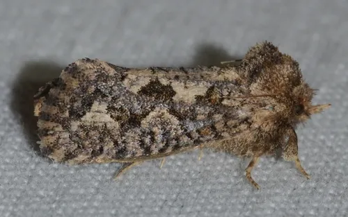 Arcane Grass Tubeworm Moth - photo 4