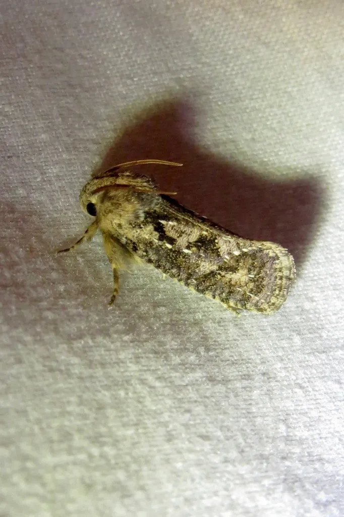 Acrolophus arizonellus - Hodges#0341 - photo 2