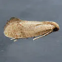 Acrolophus bicornutus - Hodges#0343