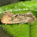 Acrolophus cockerelli - Hodges#0345