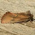 Acrolophus cockerelli - Hodges#0345 - photo 2