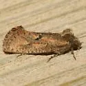 Acrolophus cockerelli - Hodges#0345 - photo 3