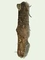 Acrolophus cockerelli - Hodges#0345 - photo 4